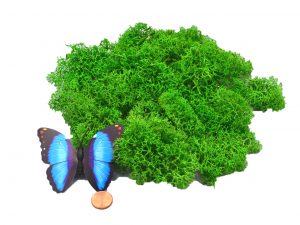 Muwse Islandmoos Grasgrün 25 g händisch gerupft Osternest Weihnachtskrippe