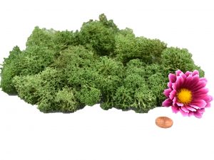 Muwse Islandmoos Tannengrün 25 g händisch gerupft Osternest Weihnachtskrippe