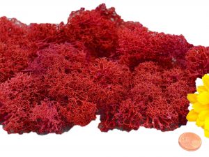 Muwse Islandmoos Mohnrot 25 g händisch gerupft Osternest Weihnachtskrippe