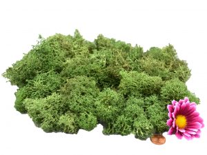 Muwse Islandmoos Tannengrün 50 g händisch gerupft Osternest Weihnachtskrippe