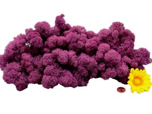 Muwse Islandmoos Viola 100 g Basteln Wandbilder Dekoration Gestalten