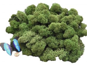 Muwse Islandmoos Tannengrün 100 g Maßstab Spur 1 Modellbau