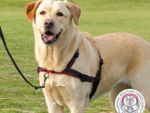 Trixie Trainingsgeschirr Lead'n'Walk Soft - L-XL