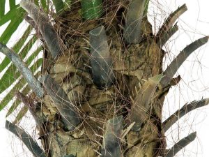 EUROPALMS Phönixpalme luxor, Kunstpflanze, 240cm