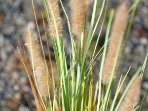 EUROPALMS Lampenputzergras, künstlich, 120cm