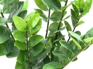 EUROPALMS Zamifolia, Kunstpflanze, 70cm