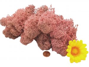 Muwse Islandmoos Rosa 25 g Maßstab Spur 0 Modellbau